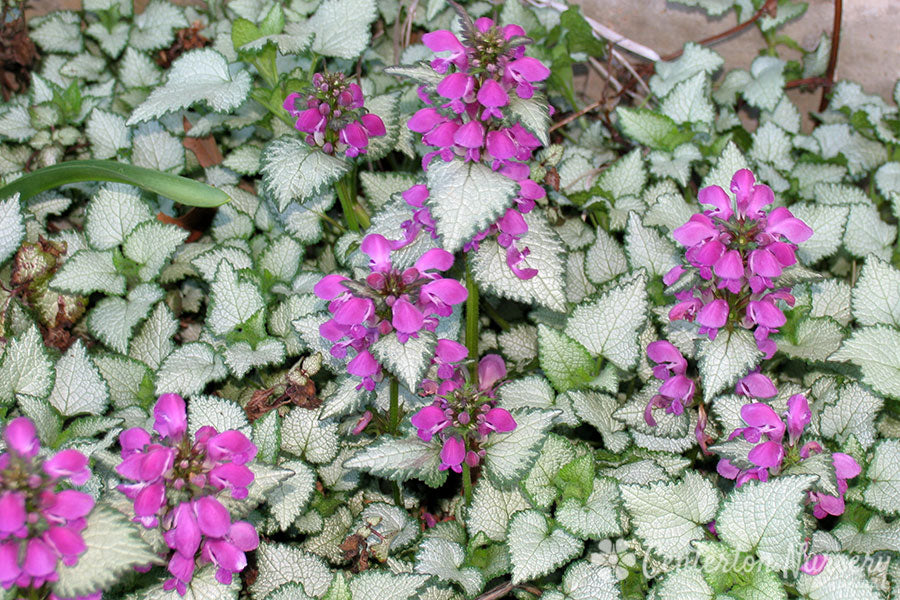 'Orchid Frost' Lamium