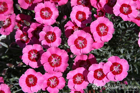 'Peppermint Star' Reblooming Dianthus