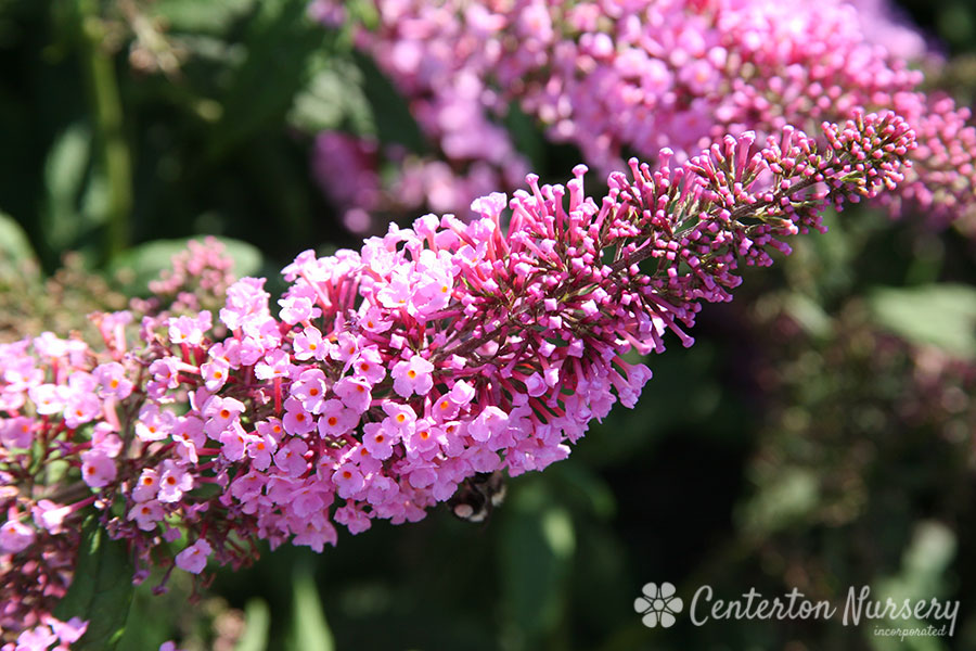'Pink Delight' Pink Butterfly Bush