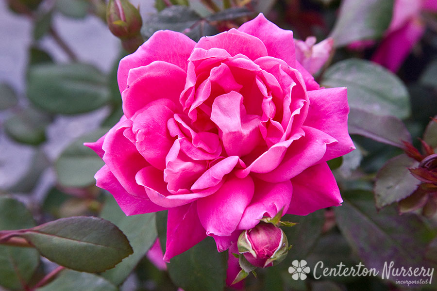 Pink Double Knock Out Rose