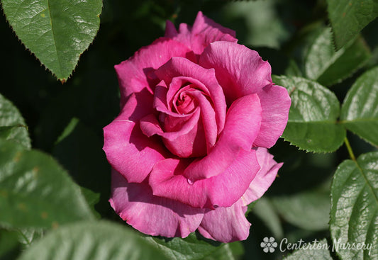'Pretty Lady' Hybrid Tea Rose