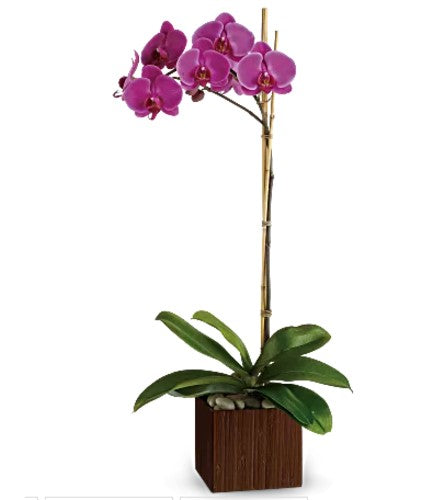 Divine Orchid-Exotic and elegant orchid for a touch of sophistication