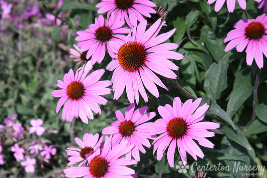 'Prairie Splendor' Coneflower