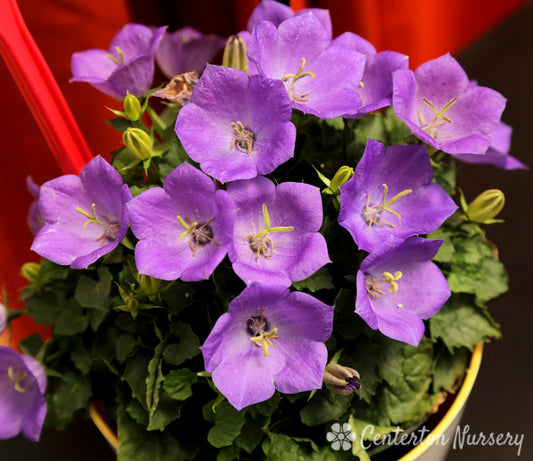 'Rapido Blue' Dwarf Bellflower