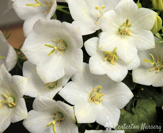 'Rapido White' Dwarf Bellflower