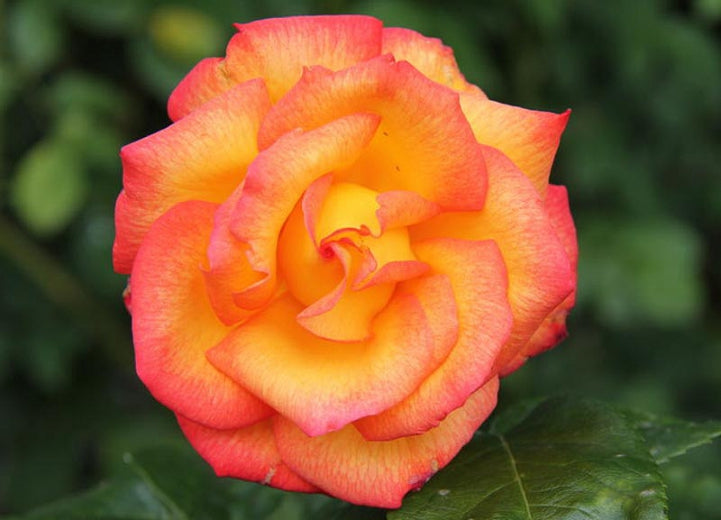 Rio Samba Hybrid Tea Rose