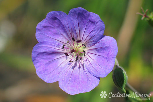 'Rozanne' Hardy Blue Geranium