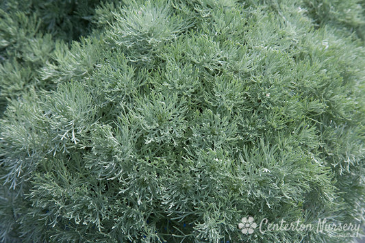 Silvermound Dwarf Wormwood