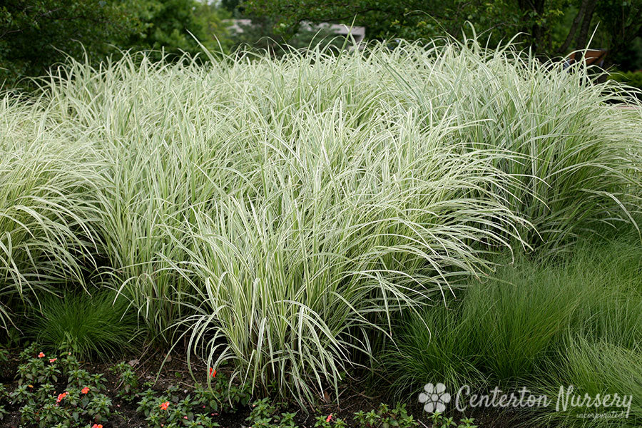 Silver Variegated Maiden Grass