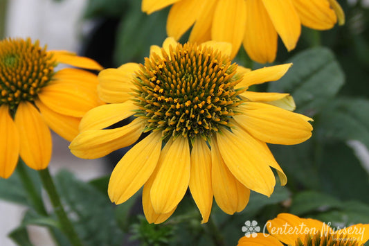 Sombrero 'Lemon' Coneflower