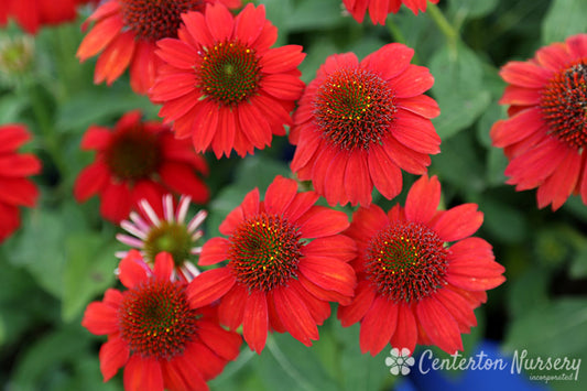 Sombrero 'Salsa' Coneflower