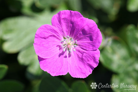 Spiked Punch Hardy Geranium