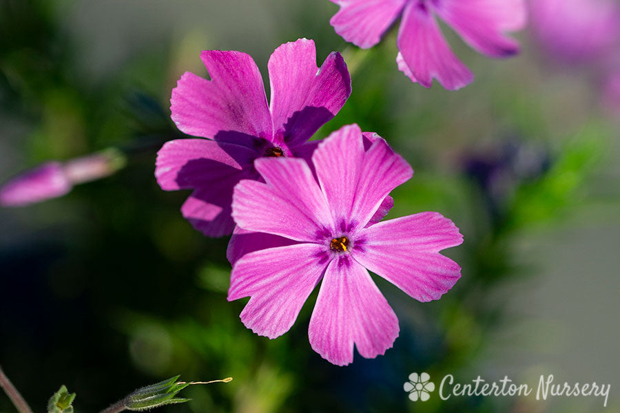 'Spring Purple' Mountain Pinks