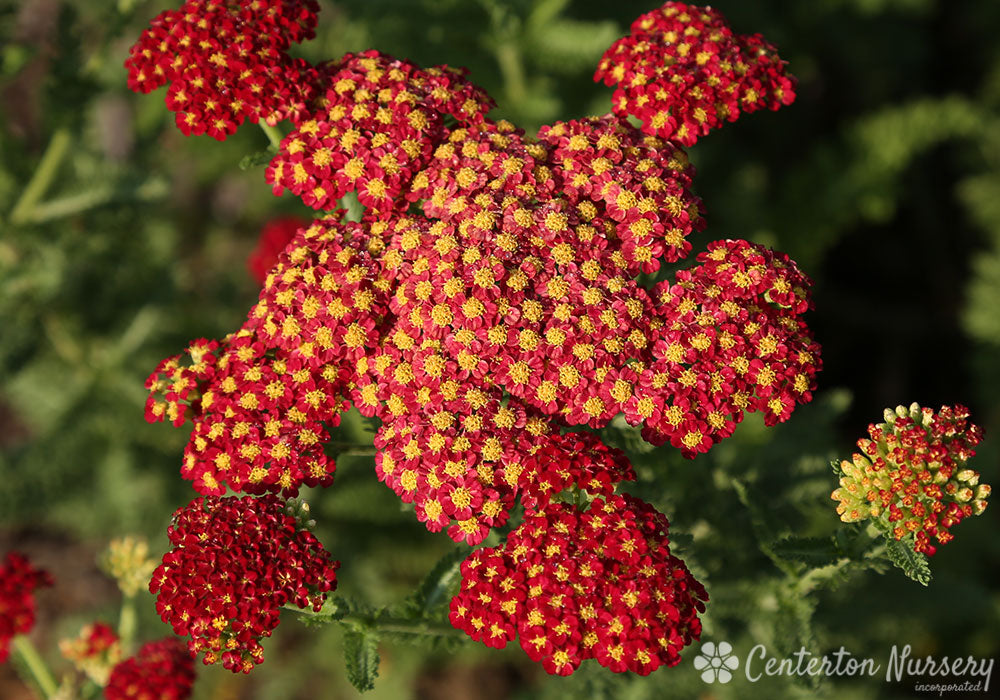 'Strawberry Seduction' Yarrow