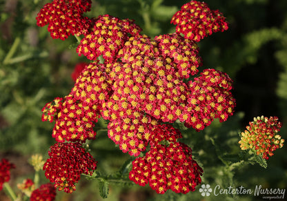 'Strawberry Seduction' Yarrow