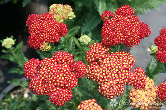 'Strawberry Seduction' Yarrow