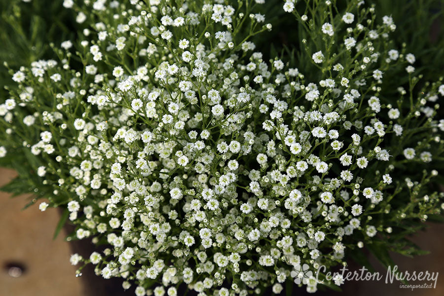 'Summer Sparkles' Baby's Breath