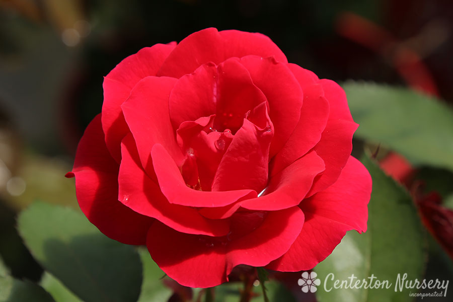 'Take it Easy' Hybrid Tea Rose