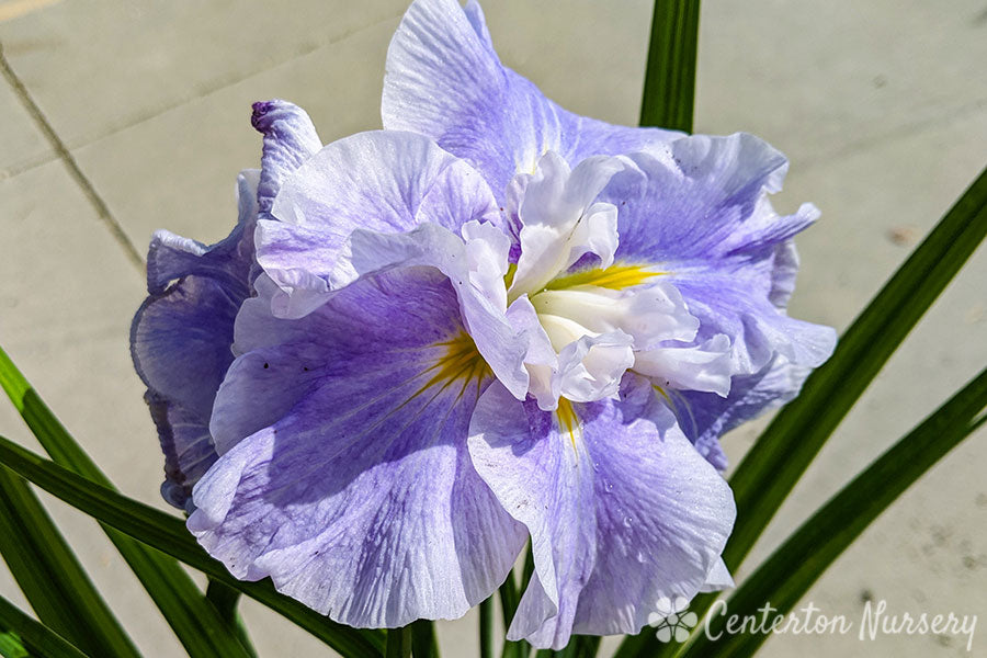 'Wave Action' Japanese Iris