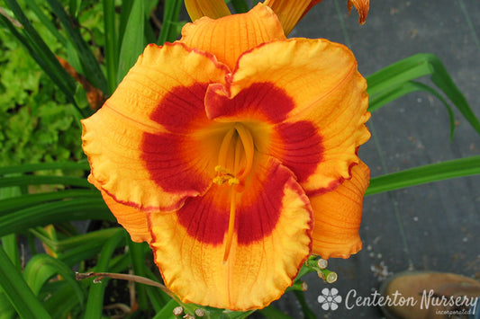 'You Are My Sunshine' Trophytaker Daylily