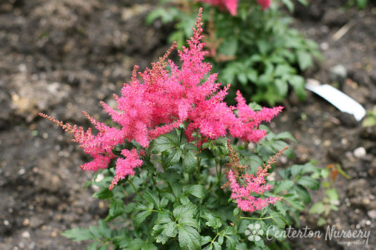 'Younique Cerise' Astilbe